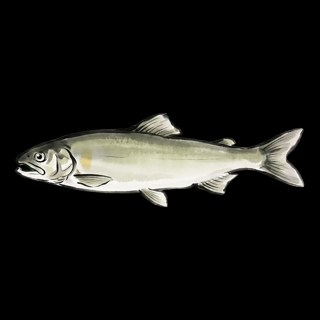 Ayu, sweetfish