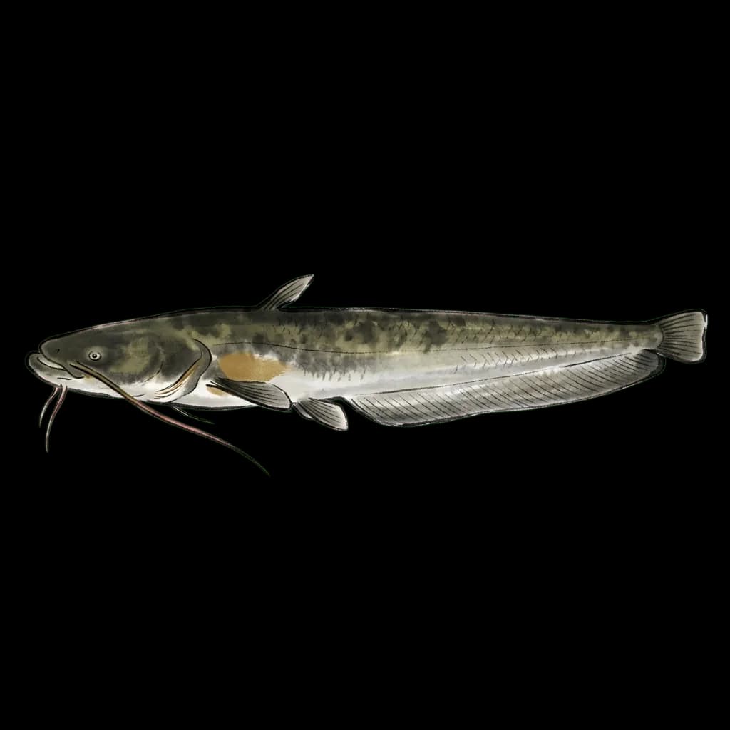 Namazu, catfish