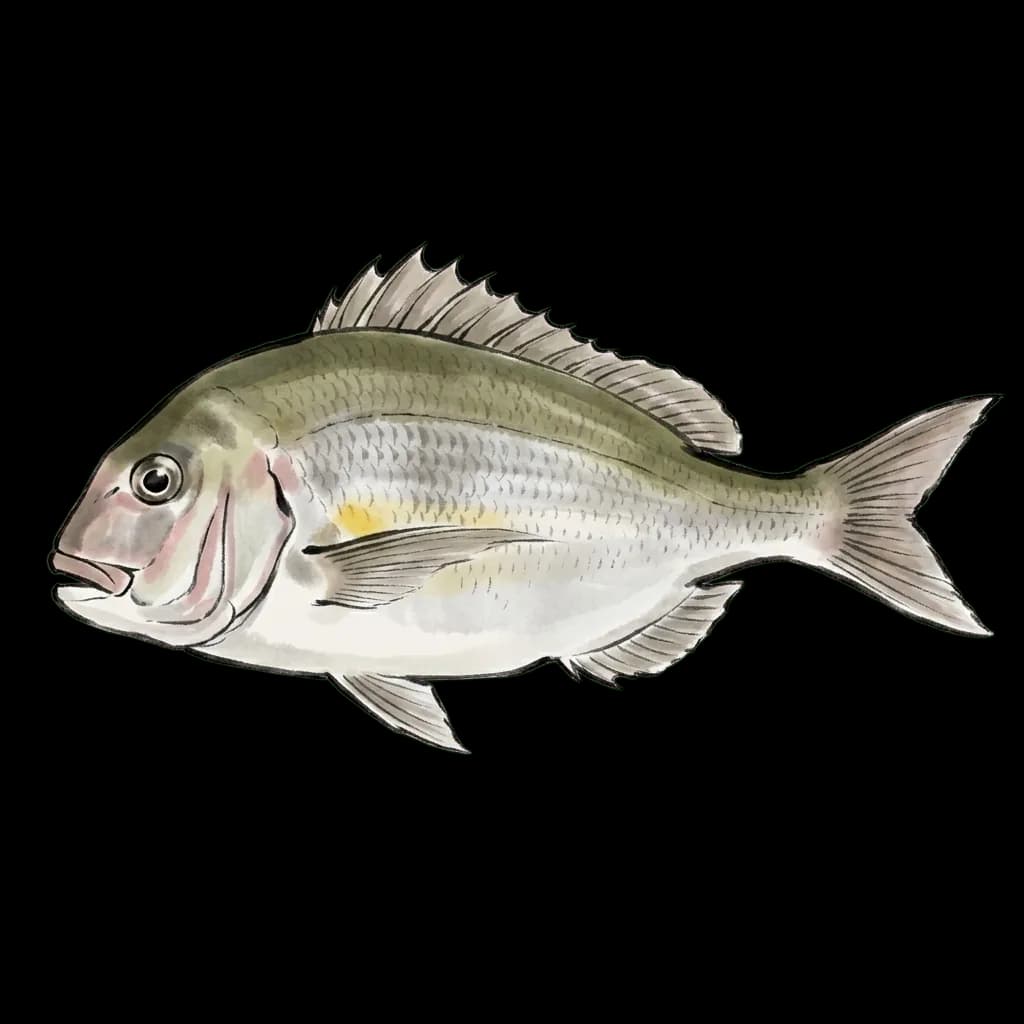Tai, sea bream