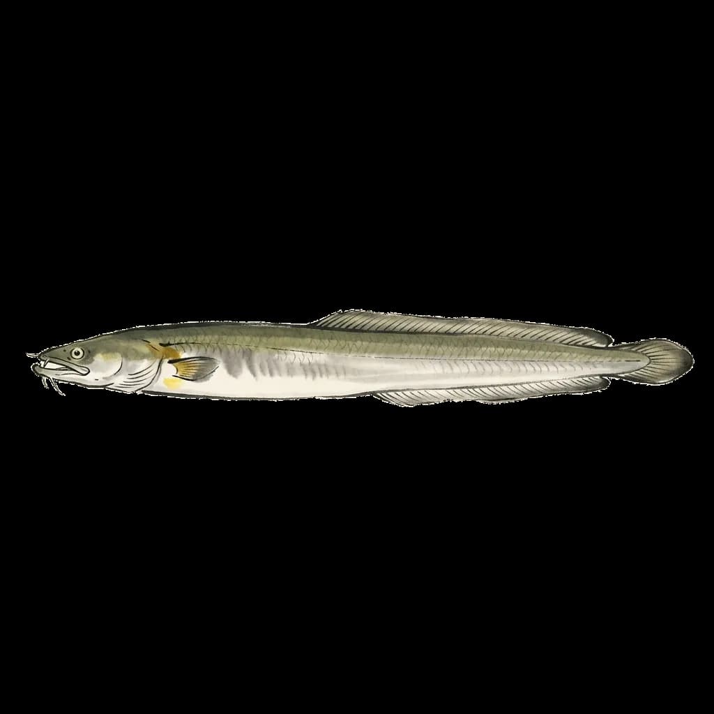 Unagi, freshwater eel